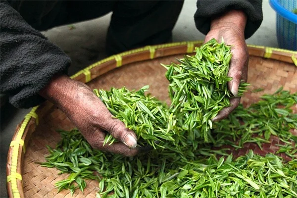 植物の剪定はいつやる？失敗しないベストなタイミングを解説