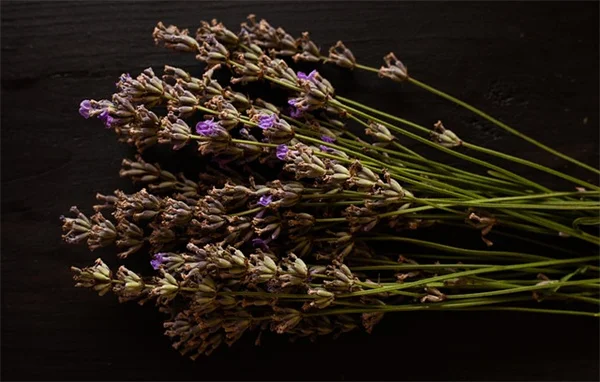植物の剪定はいつやる？失敗しないベストなタイミングを解説