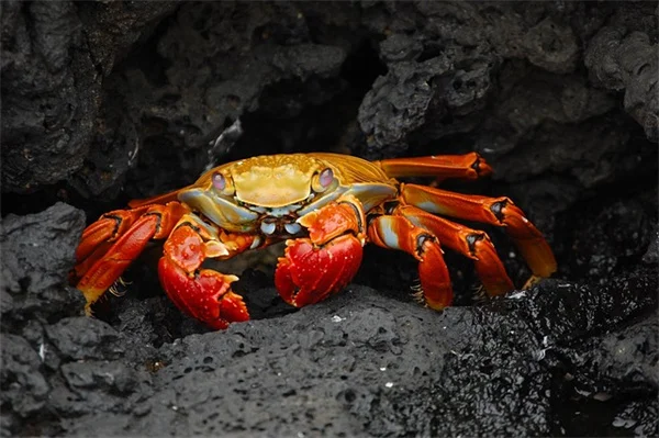 なぜ熱帯性トウワタはオオカバマダラに悪いのか