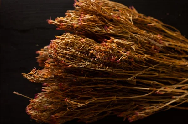 真菌蚊虫を2週間で完全駆除！モスキートビッツの秘密兵器・Btiの使い方