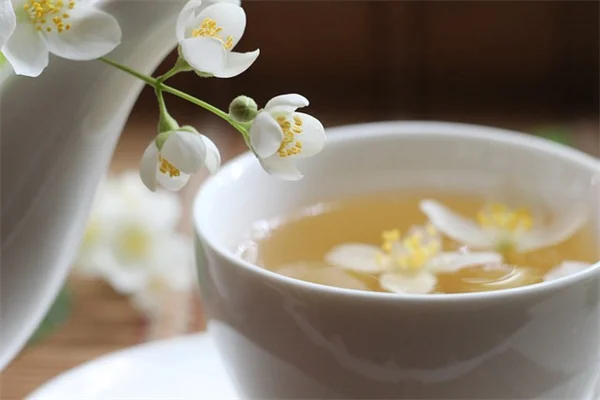 蜘蛛を寄せ付けない植物6選！秋の季節にぴったりの自然な方法