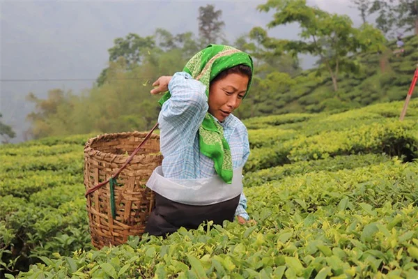 Knockout バラ徒長は剪定で解決！3年計画の完全ガイド