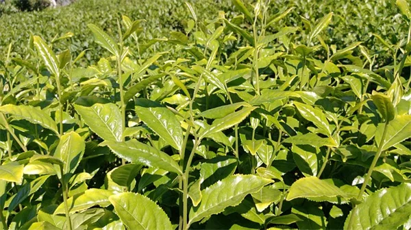 5月に北西部で植えるべき花と野菜 失敗しないコツも紹介